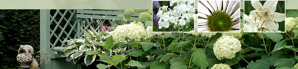 Wei&szlig;e Beete